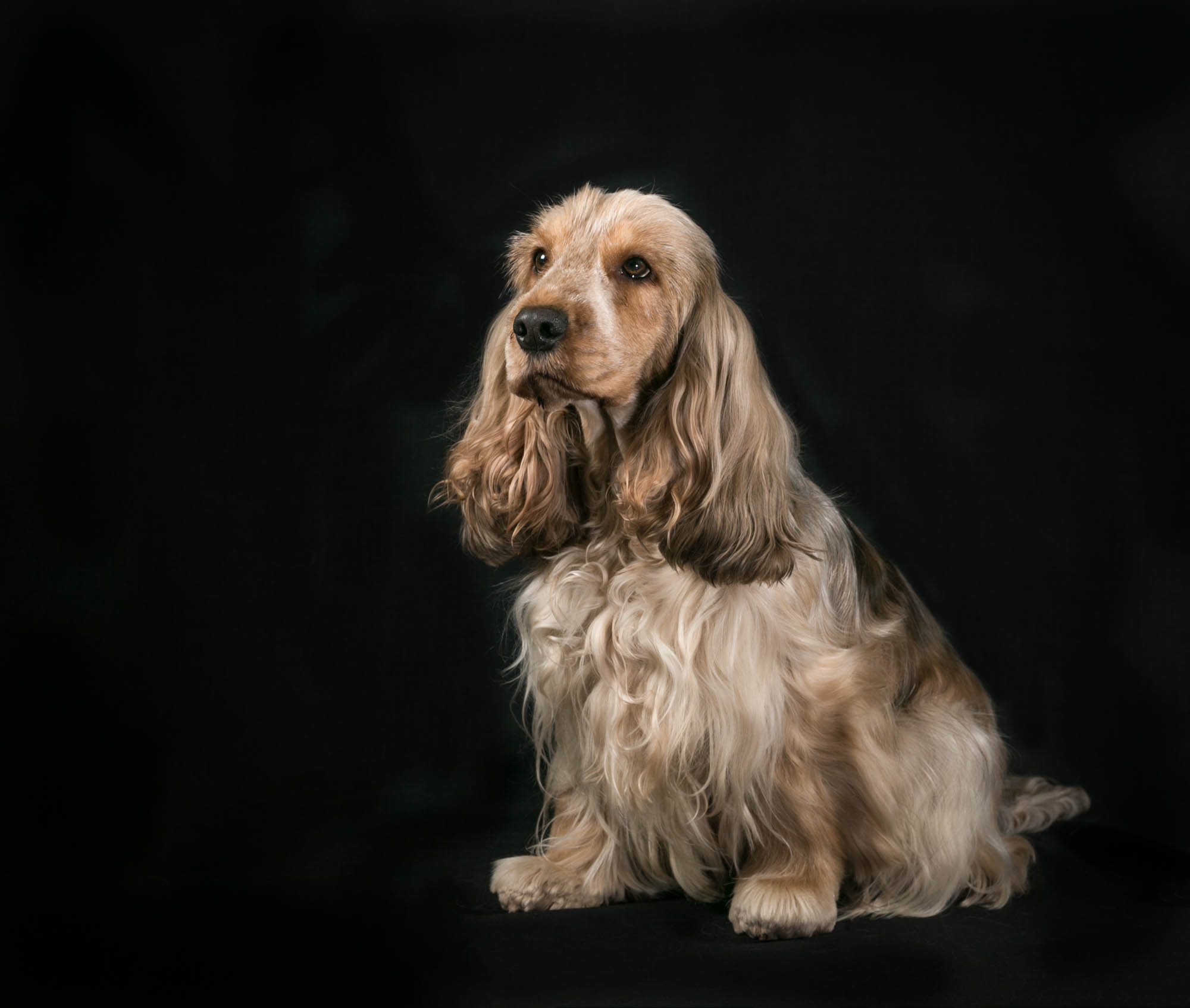 Bonita verwacht puppy's