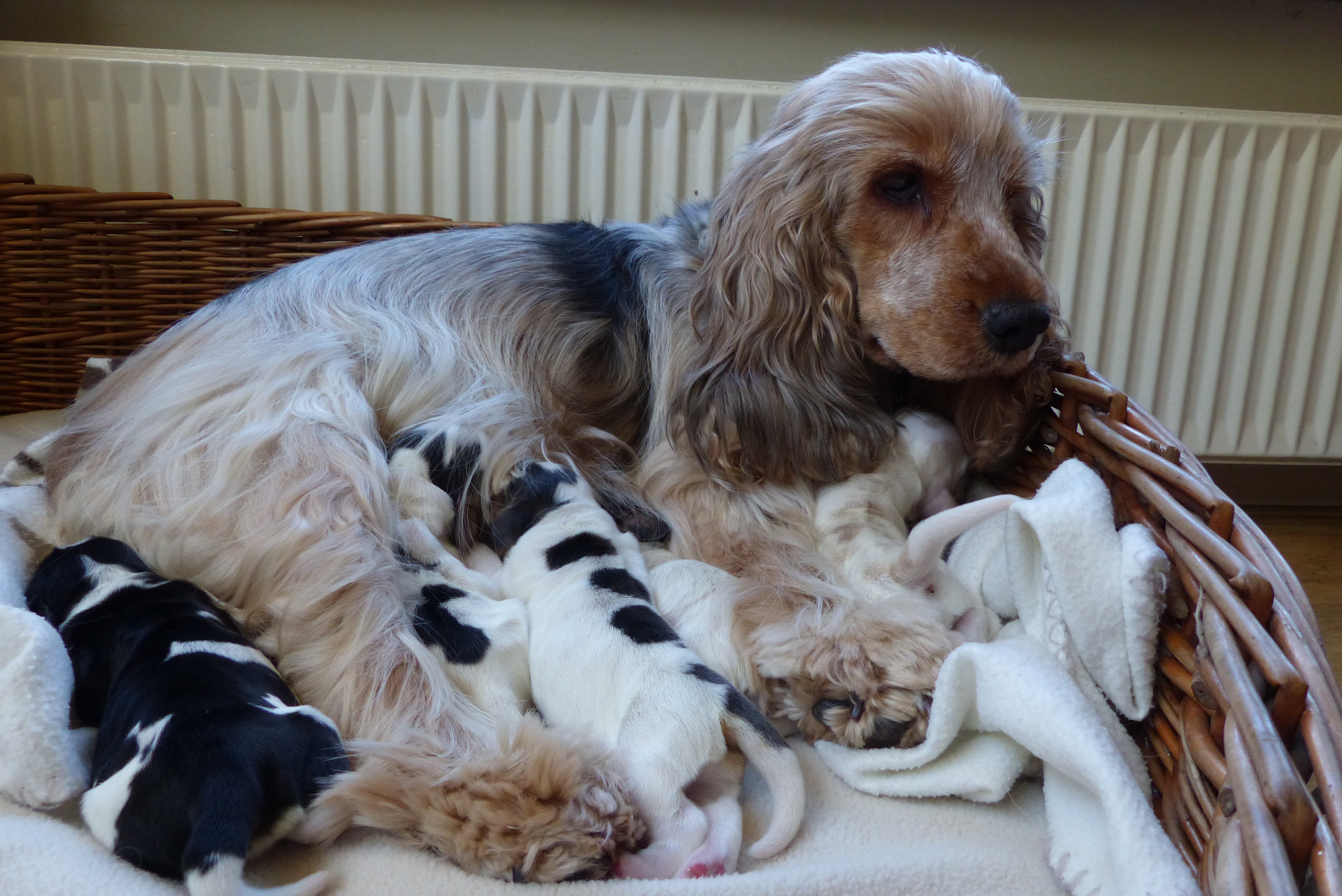 Hoera Bonita is moeder geworden van 5 hele mooie pupjes.
