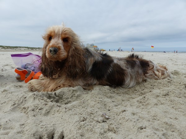 Bonita bewaker van het strand.